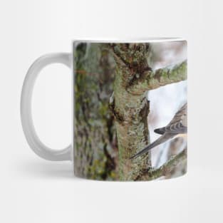 Mourning Dove Perched In a Tree Staring At The Camera In The Winter Mug